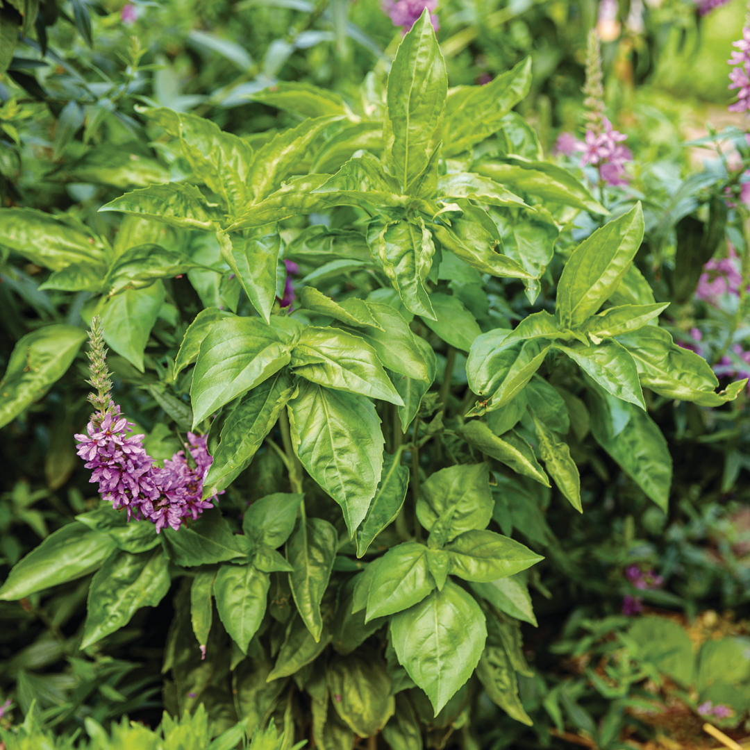 Sweet Italian Basil | Amazel Basil® | Proven Winners® Herbs