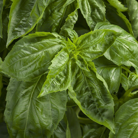 Amazel Basil® Sweet Italian Basil (Ocimum hybrid)