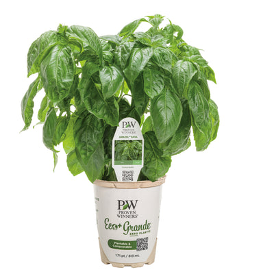 Amazel Basil® Sweet Italian Basil (Ocimum hybrid)