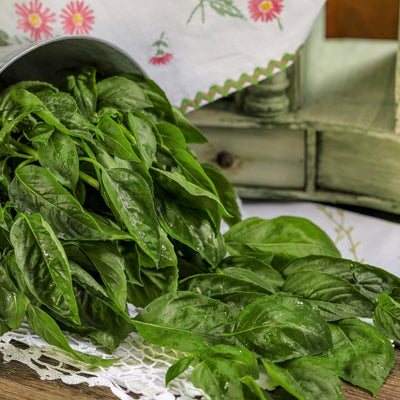 Amazel Basil Sweet Italian Basil in use.