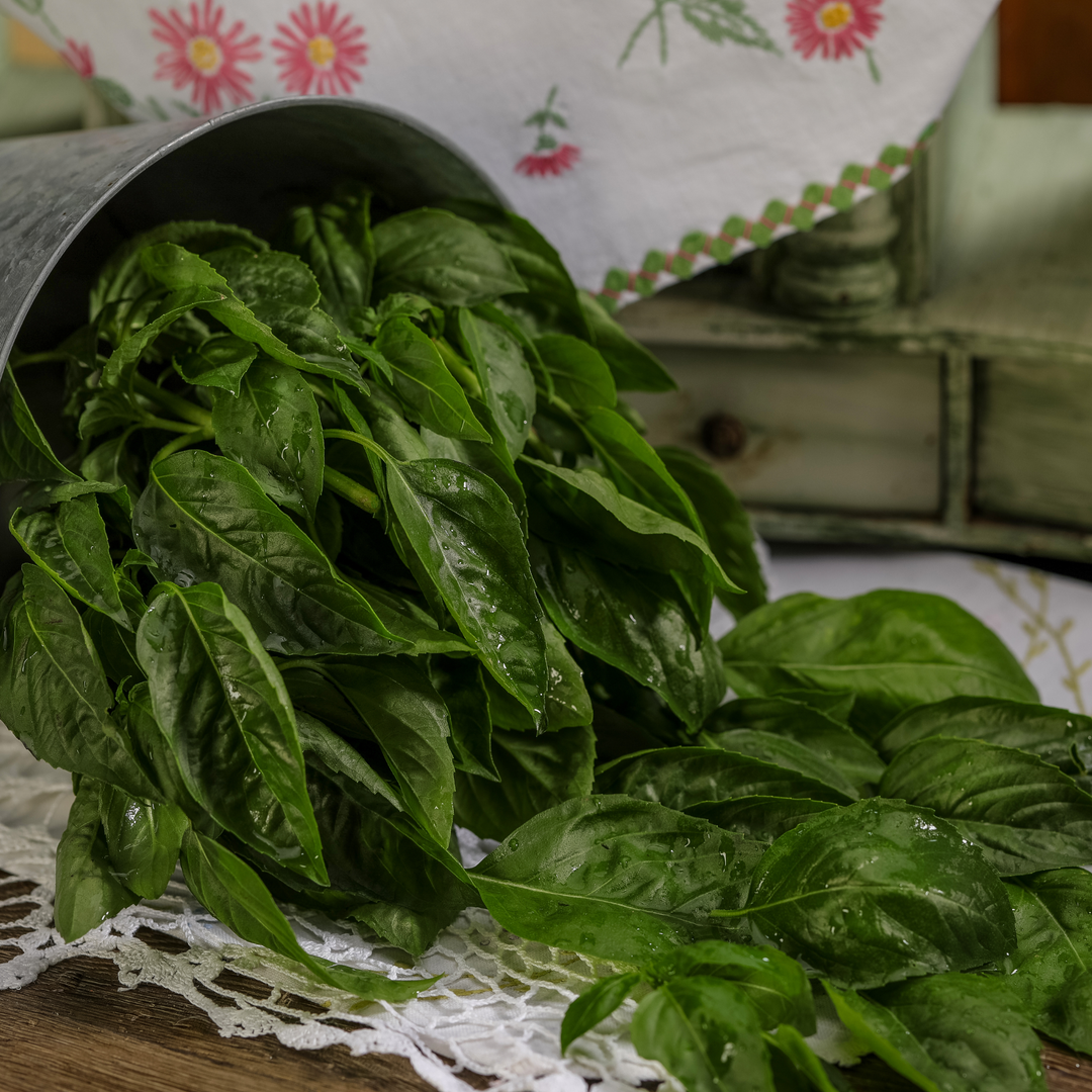 Sweet Italian Basil | Amazel Basil® | Proven Winners® Herbs
