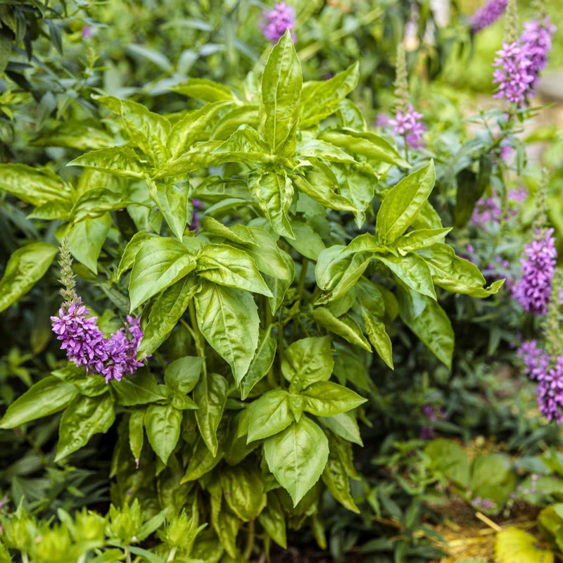 Amazel Basil Sweet Italian Basil in use.