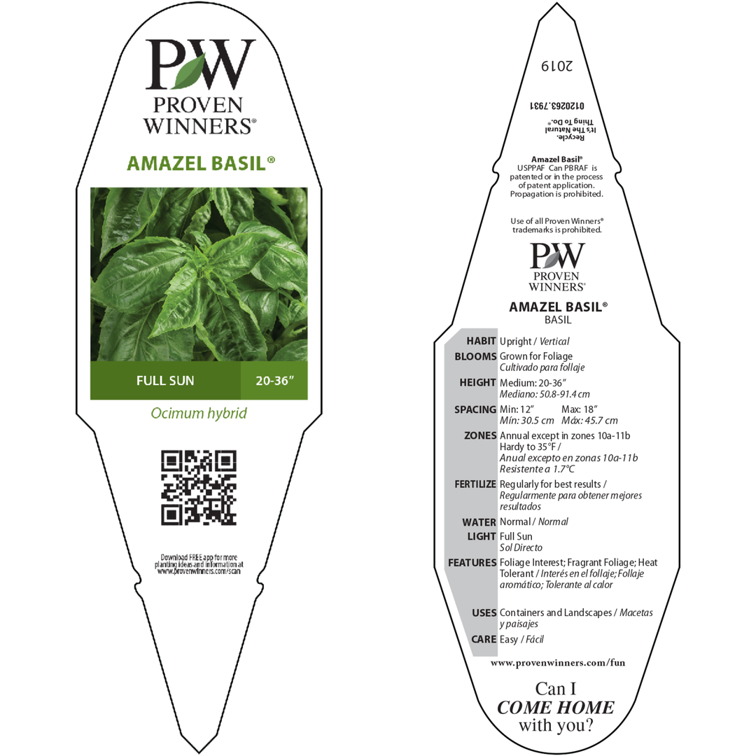Sweet Italian Basil | Amazel Basil® | Proven Winners® Herbs Sweet Italian Basil | Amazel Basil® | Proven Winners® Herbs