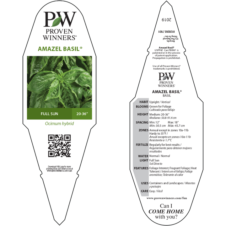Sweet Italian Basil | Amazel Basil® | Proven Winners® Herbs