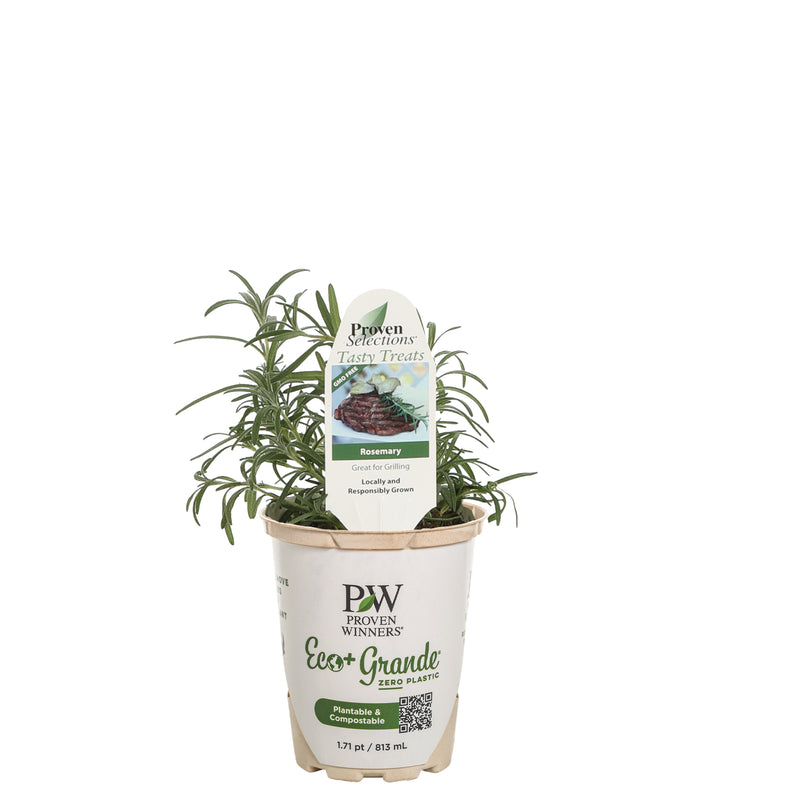 Proven Selections® Prime Rosemary (Salvia rosmarinus)