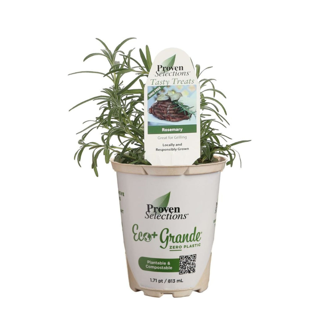 rosemary plant fertilizer Rosemary | Proven Selections® Prime Rosemary