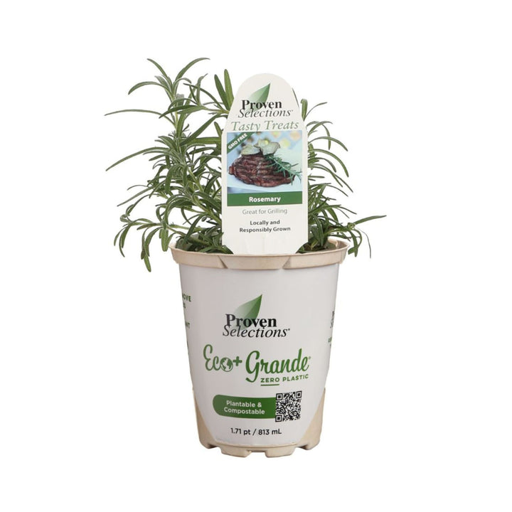 Rosemary | Proven Selections® Prime Rosemary | Proven Winners