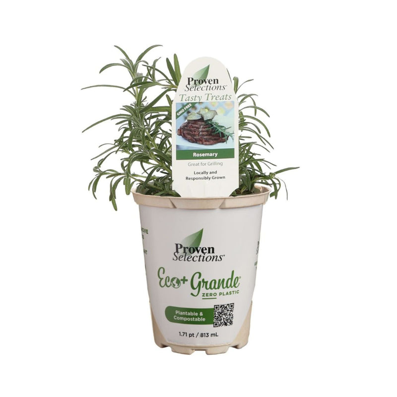 Proven Selections® Prime Rosemary (Salvia rosmarinus)