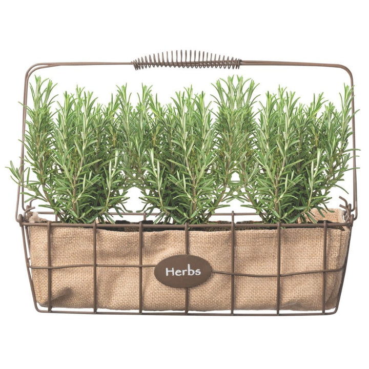Rosemary | Proven Selections® Prime Rosemary | Proven Winners