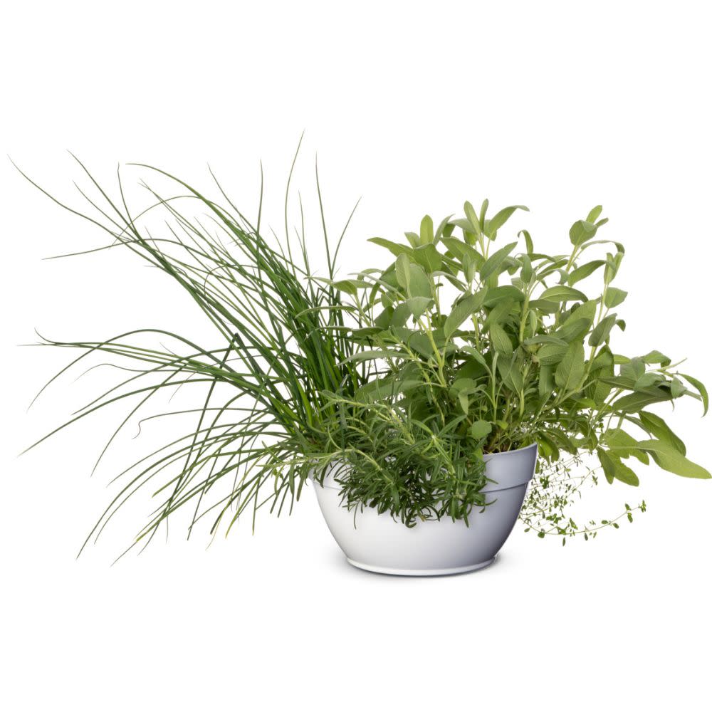 Rosemary | Proven Selections® Prime Rosemary | Proven Winners