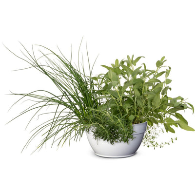 Proven Selections® Prime Rosemary (Salvia rosmarinus)