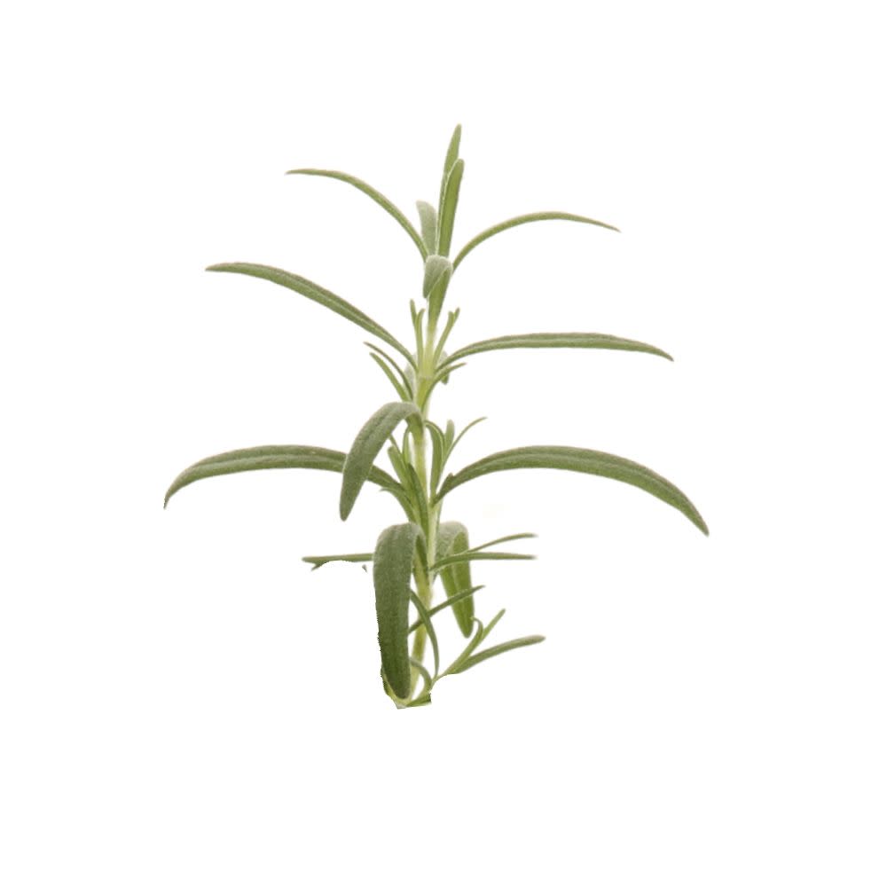 Rosemary | Proven Selections® Prime Rosemary | Proven Winners