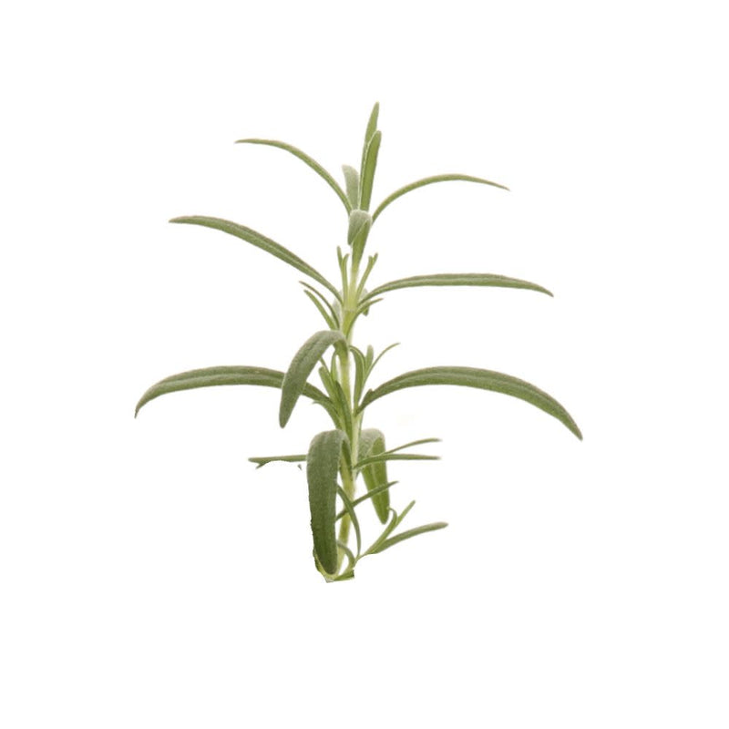 Proven Selections® Prime Rosemary (Salvia rosmarinus)