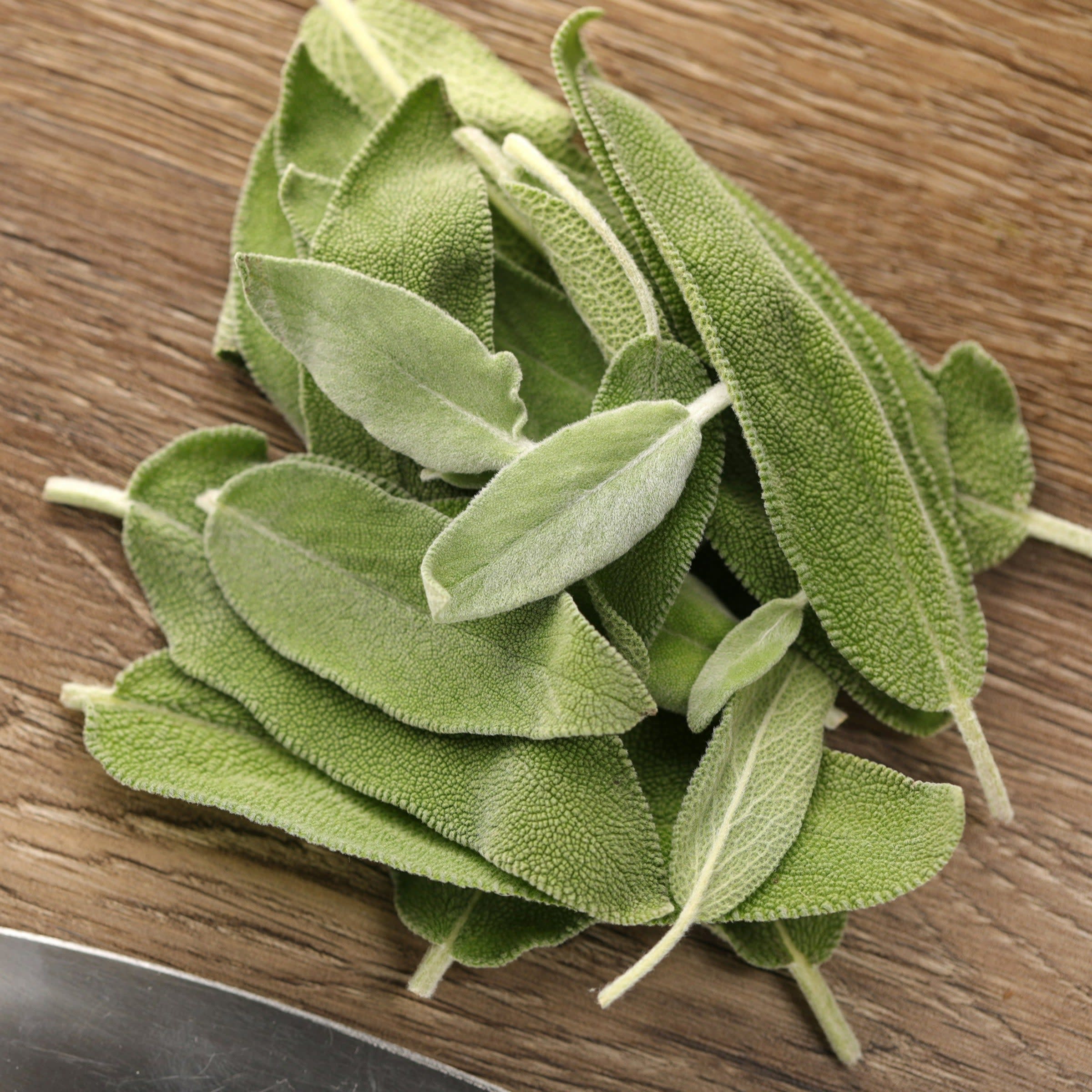 Sage | Proven Selections® Garden Sage | Proven Winners® Herbs