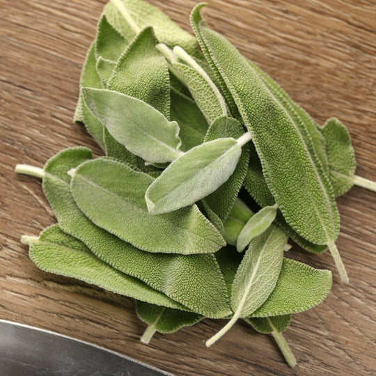 Proven Selections® Garden Sage (Salvia officinalis)