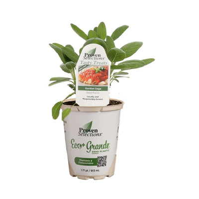 Proven Selections® Garden Sage (Salvia officinalis)