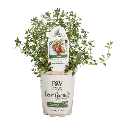 Proven Selections® Aromatic Thyme (Thymus odoratissimus)