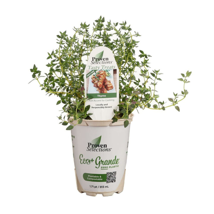 Thyme | Proven Selections® Aromatic Thyme | Proven Winners® Herbs