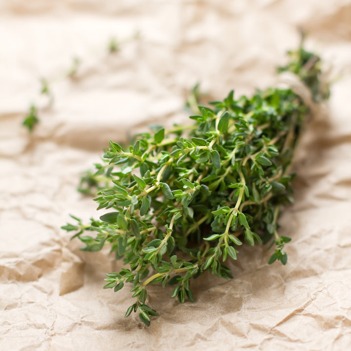 Thyme | Proven Selections® Aromatic Thyme | Proven Winners® Herbs