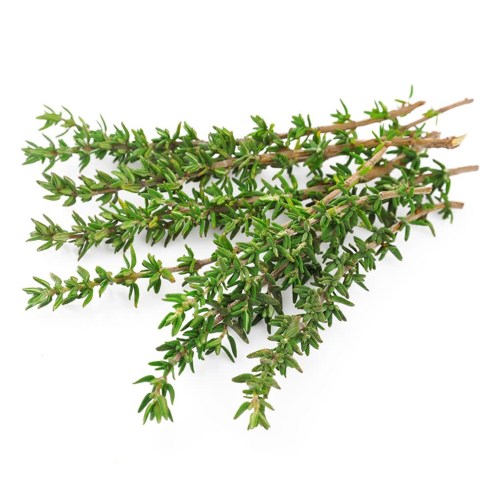Proven Selections® Aromatic Thyme (Thymus odoratissimus)