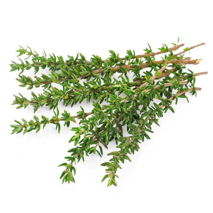 Proven Selections® Aromatic Thyme (Thymus odoratissimus)