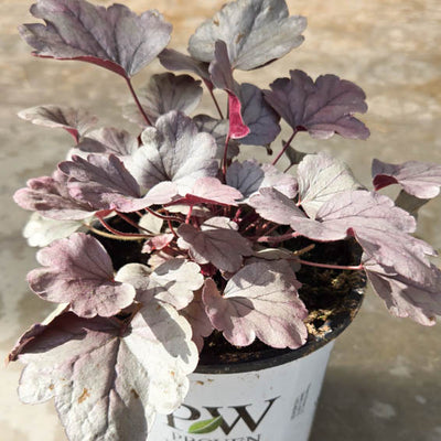 Dolce® 'Silver Gumdrop' Coral Bells (Heuchera)