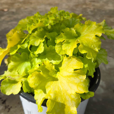 Dolce® 'Apple Twist' Coral Bells (Heuchera hybrid)