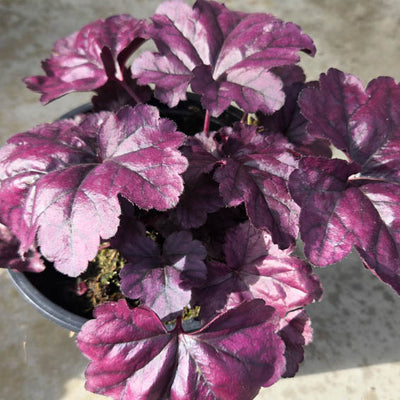 Dolce® 'Wildberry' Coral Bells (Heuchera hybrid)