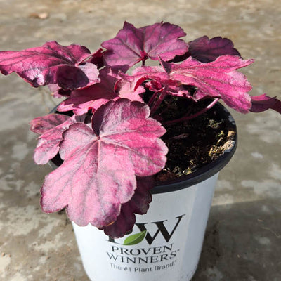 Primo® 'Wild Rose' Coral Bells (Heuchera hybrid)