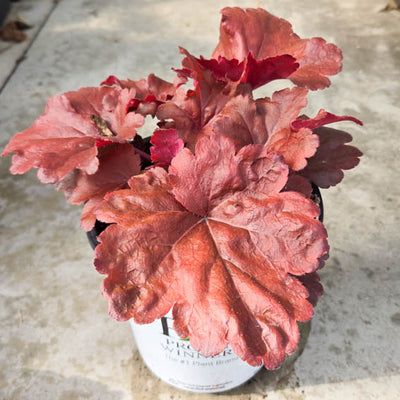 Primo® 'Mahogany Monster' Coral Bells (Heuchera hybrid)