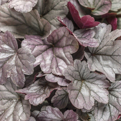 Dolce 'Silver Gumdrop' Coral Bells up close.