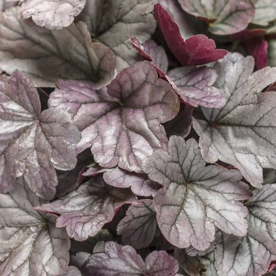 Dolce® 'Silver Gumdrop' Coral Bells (Heuchera hybrid)