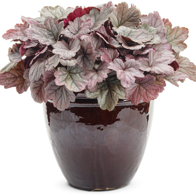 Dolce® 'Silver Gumdrop' Coral Bells (Heuchera hybrid)