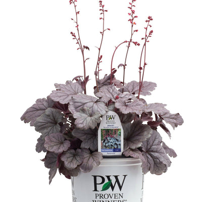 Dolce 'Silver Gumdrop' Coral Bells in container.