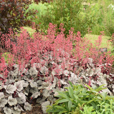 Dolce® 'Silver Gumdrop' Coral Bells (Heuchera hybrid)