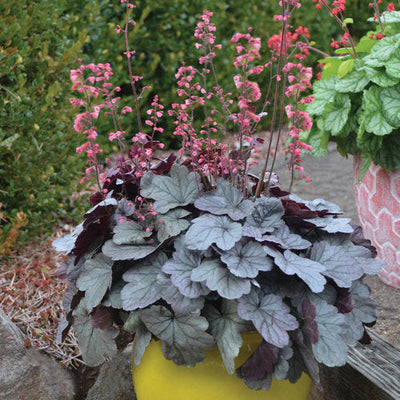 Dolce 'Silver Gumdrop' Coral Bells in use.