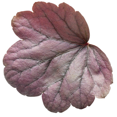 Dolce® 'Silver Gumdrop' Coral Bells (Heuchera hybrid)