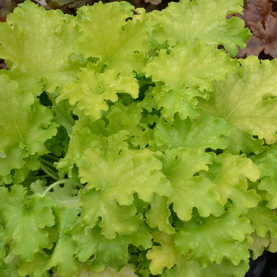 Dolce® 'Apple Twist' Coral Bells (Heuchera)