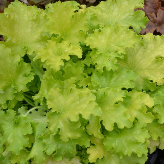 Dolce® 'Apple Twist' Coral Bells (Heuchera)