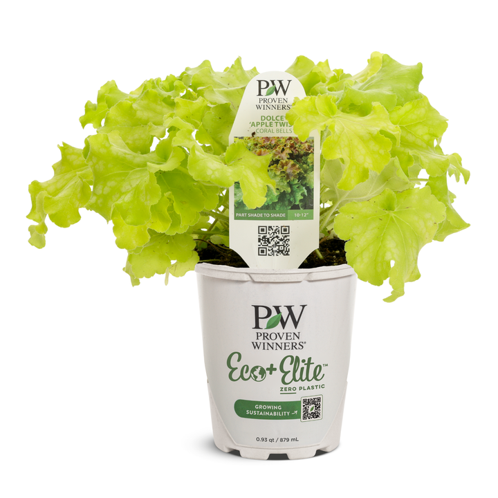 Coral Bells | Dolce® 'Apple Twist' | Proven Winners® Perennials
