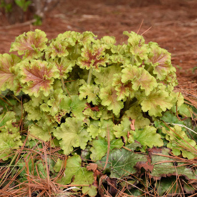 Dolce 'Apple Twist' Coral Bells in focus.