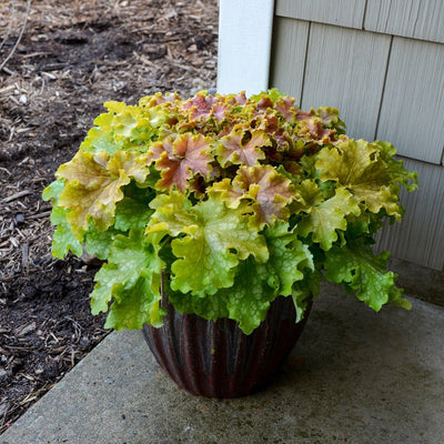 Dolce 'Apple Twist' Coral Bells in use.