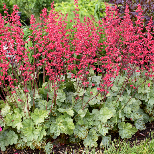 Dolce® 'Spearmint' Coral Bells (Heuchera)