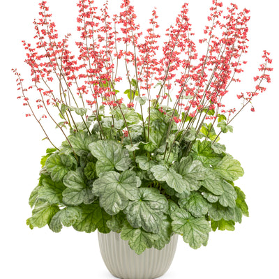 Dolce® 'Spearmint' Coral Bells (Heuchera hybrid)