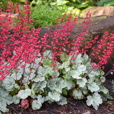 Dolce 'Spearmint' Coral Bells in focus.