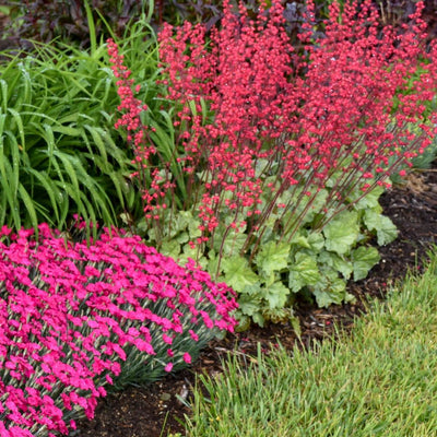 Dolce® 'Spearmint' Coral Bells (Heuchera hybrid)