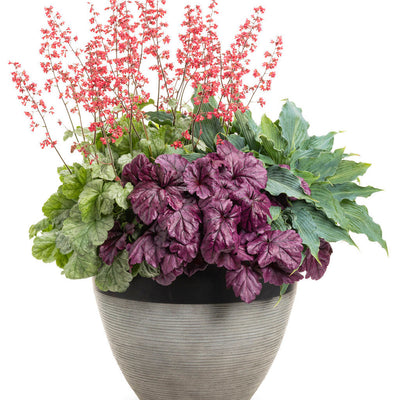 Dolce 'Spearmint' Coral Bells in use.