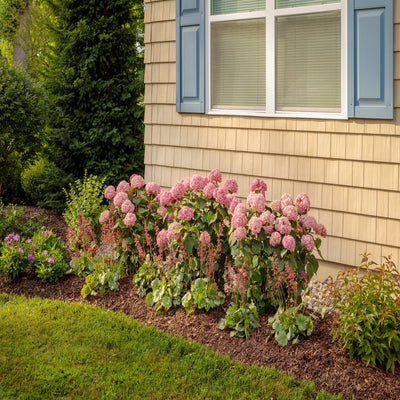 Dolce 'Spearmint' Coral Bells in use.