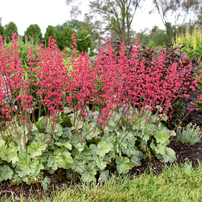 Dolce 'Spearmint' Coral Bells in use.