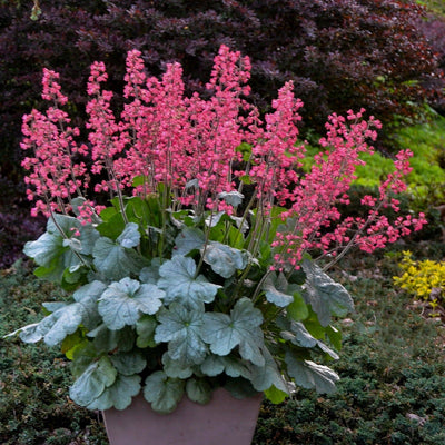 Dolce 'Spearmint' Coral Bells in use.